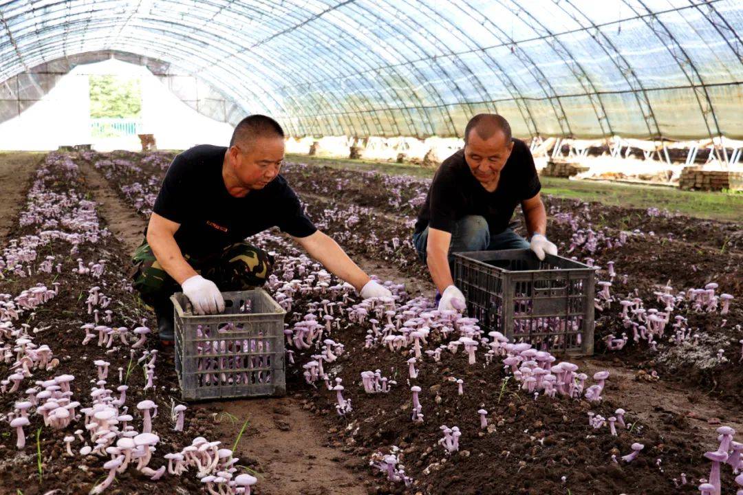 香瓜种植效益怎么样_香瓜高产种植技术视频_香瓜致富经