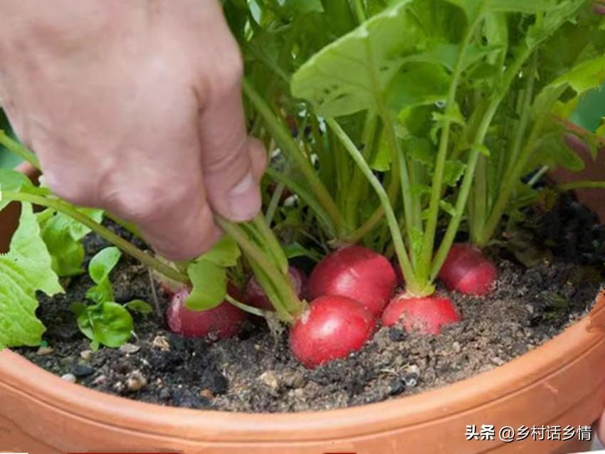 樱桃萝卜冬季种植_冬天樱桃萝卜种植技术_怎样种樱桃萝卜种子