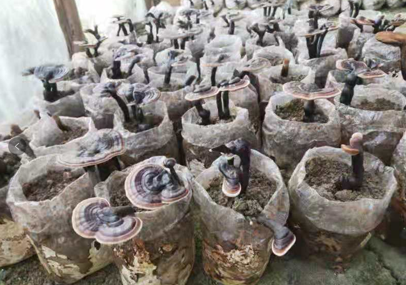 致富种植农民草菇的意义_农民种植草菇致富_草菇种植效益
