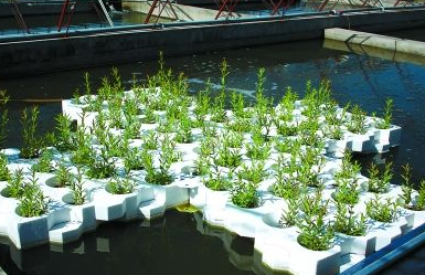 疏菜种植技术大全视频_蔬菜种植技术与管理视频_蔬菜种植视频教程