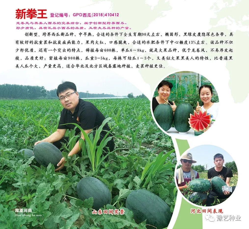 糯玉米种植技术视频_玉米糯种植花技术视频_花糯玉米种植技术