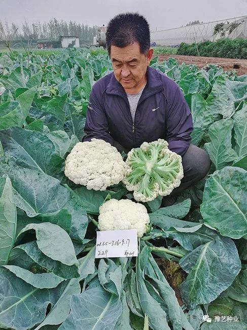 玉米糯种植花技术视频_糯玉米种植技术视频_花糯玉米种植技术