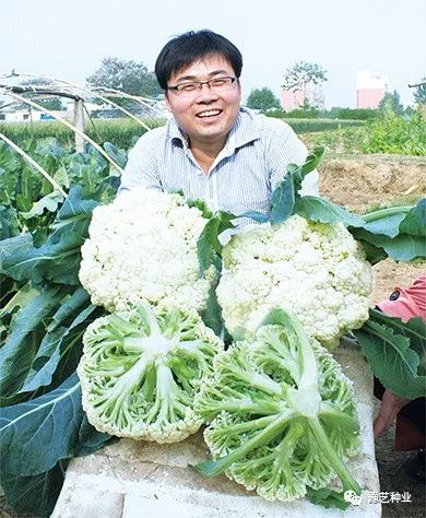 花糯玉米种植技术_玉米糯种植花技术视频_糯玉米种植技术视频