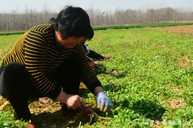 致富经视频中药材种植_致富经种植中药材视频_药材种植致富项目