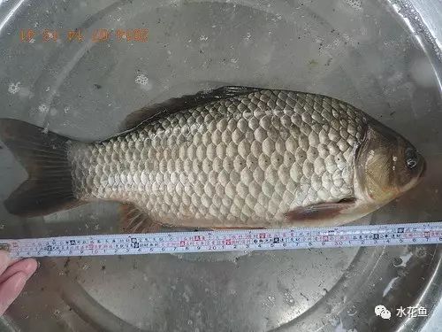 目前江苏鲫鱼养殖饲料_江苏池塘养殖鲫鱼技术_江苏鲫鱼苗养殖基地
