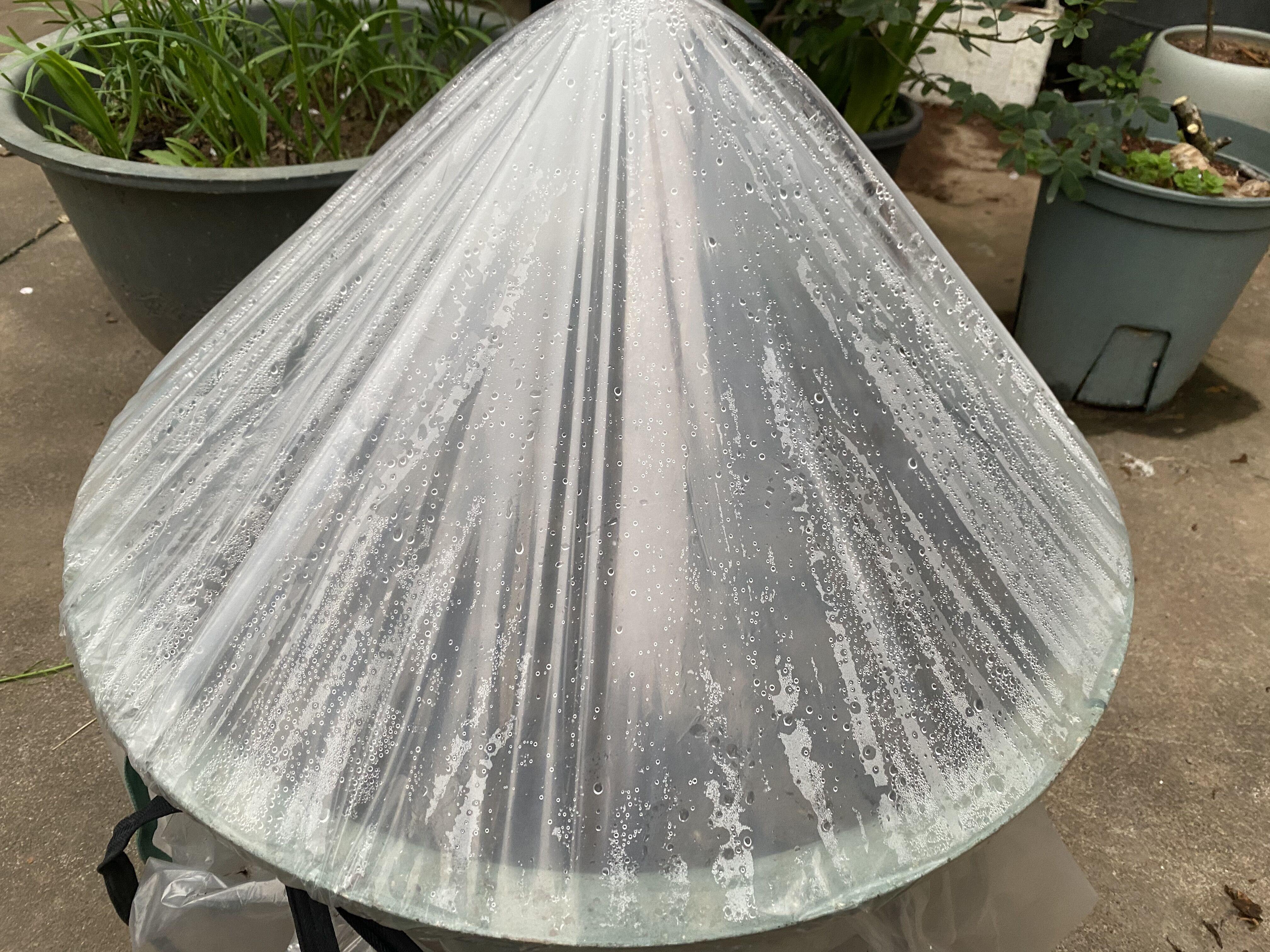 西红柿最新种植技术_西红柿种植技术大全_西红柿种植最新技术与管理