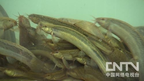 致富经哪人养泥鳅_养泥鳅的成本和经济效益_泥鳅养殖条件骗局