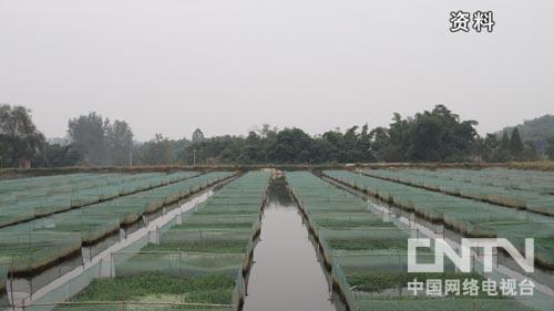 泥鳅养殖条件骗局_致富经哪人养泥鳅_养泥鳅的成本和经济效益