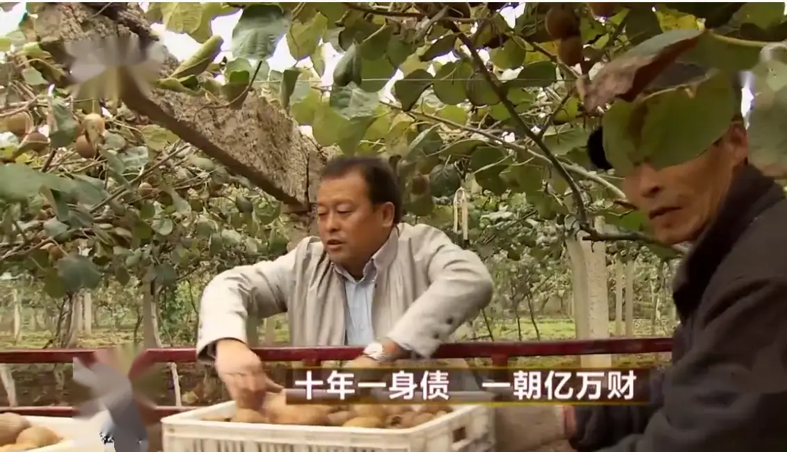 致富猕猴桃种子图片_致富经 种猕猴桃_致富经猕猴桃种植视频