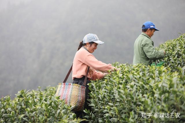 茶要在乡村振兴中再立新功