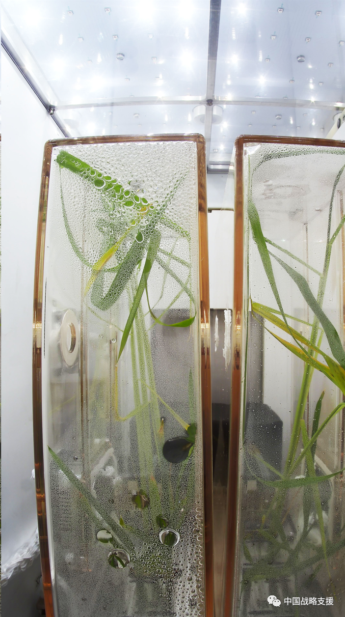 太空中种植技术_太空种植植物_太空种子种植方法