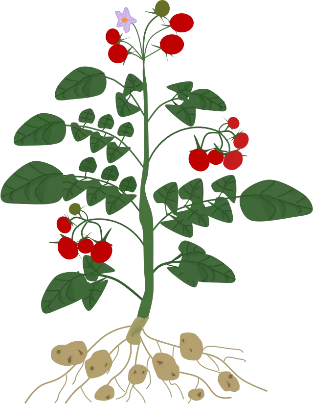 太空育种植物_太空中种植技术_太空种植植物
