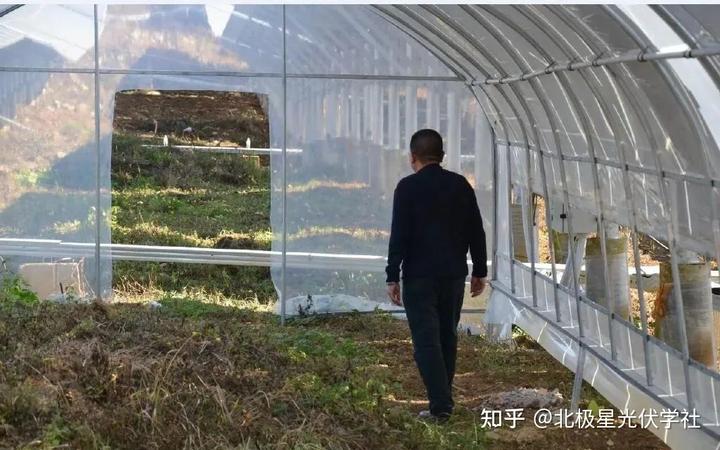 致富 药材种植_药材种植致富项目_致富药材种植基地地址