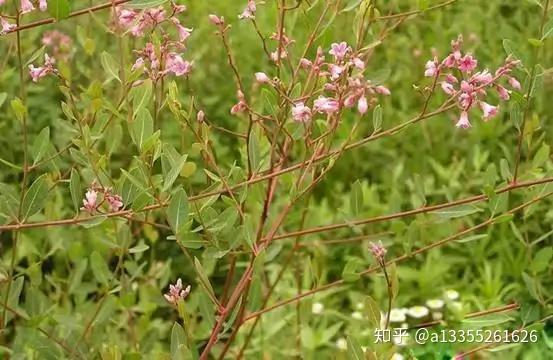 药材种植业致富项目_致富 药材种植_药材种植致富项目