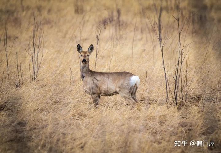 冬季农业养殖致富_农民致富养殖业_农民致富养殖什么