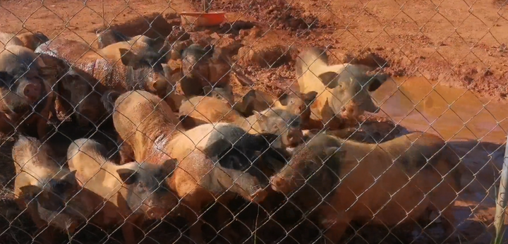 致富经李海林养猪视频_致富经养猪场_致富经李海林养猪