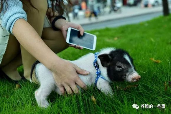 香猪冬天怕冷吗_冬天怎样养猪_冬天香猪养殖技术