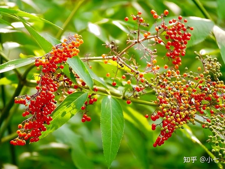 若是很幸运碰到它，记得采挖一棵回家，种植起来，价值很大
