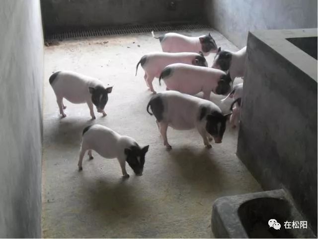 冬天香猪养殖技术_冬天怎样养猪_猪冬天怎么养