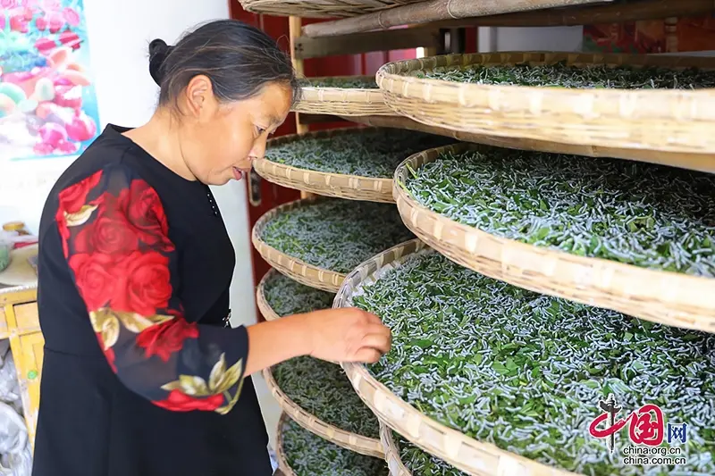 桑叶养猪前景如何_桑叶养殖基地_致富经桑叶养殖