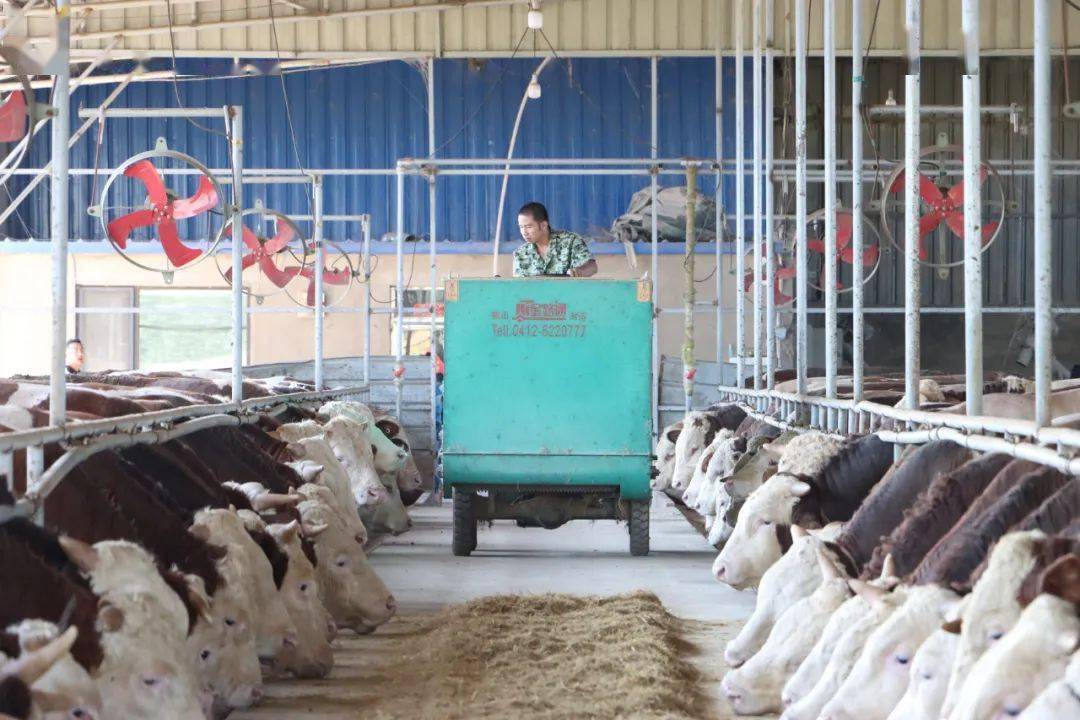 肉牛养殖创业_致富经肉牛养殖_养殖肉牛赚钱吗