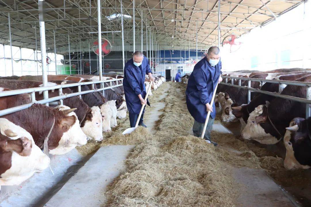 致富经肉牛养殖_肉牛养殖创业_养殖肉牛赚钱吗