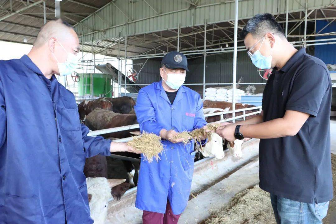 肉牛养殖创业_养殖肉牛赚钱吗_致富经肉牛养殖
