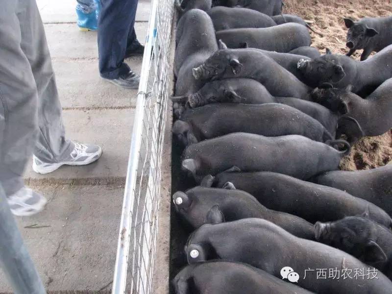 香猪冬天怕冷吗_冬天怎样养猪_冬天香猪养殖技术