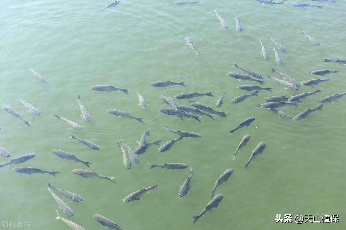 大草鱼怎么养殖技术_养殖草鱼技术大赛视频_养殖草鱼技术大全图解