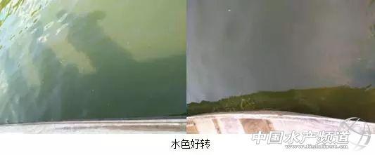 草鱼养殖技术与利润_养殖草鱼技术大全_大草鱼怎么养殖技术
