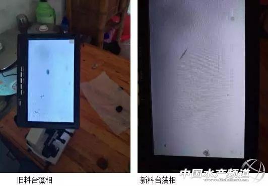 养殖草鱼技术大全_大草鱼怎么养殖技术_草鱼养殖技术与利润