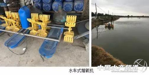 大草鱼怎么养殖技术_养殖草鱼技术大全_草鱼养殖技术与利润