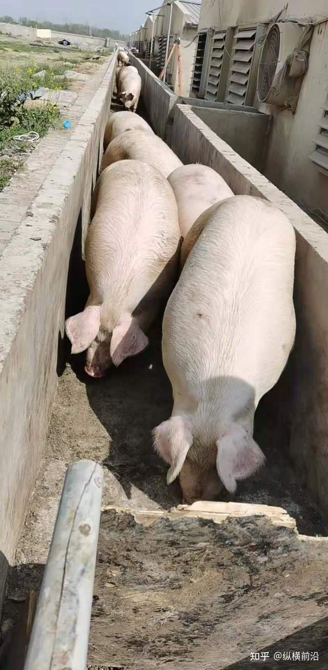养殖致富榜样_养殖致富带头人先进事迹_养殖致富能手事迹
