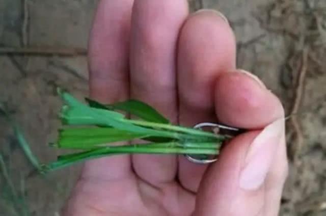 养殖草鱼技术大全视频_草鱼养殖技术与利润_大草鱼怎么养殖技术