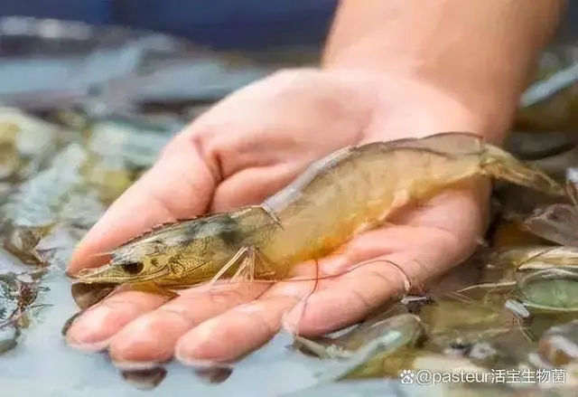 对虾基地养殖_排名前十的对虾养殖场_对虾养殖技术的具体地址