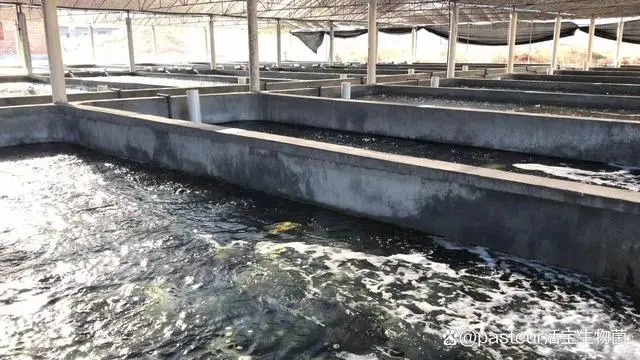 排名前十的对虾养殖场_对虾养殖技术的具体地址_对虾基地养殖