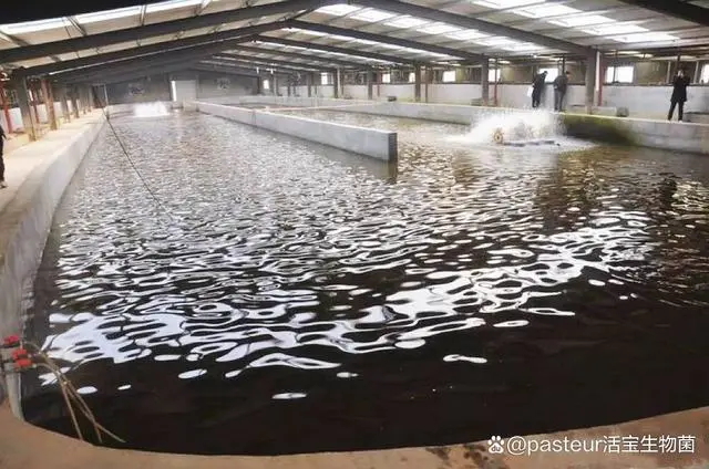 对虾基地养殖_排名前十的对虾养殖场_对虾养殖技术的具体地址