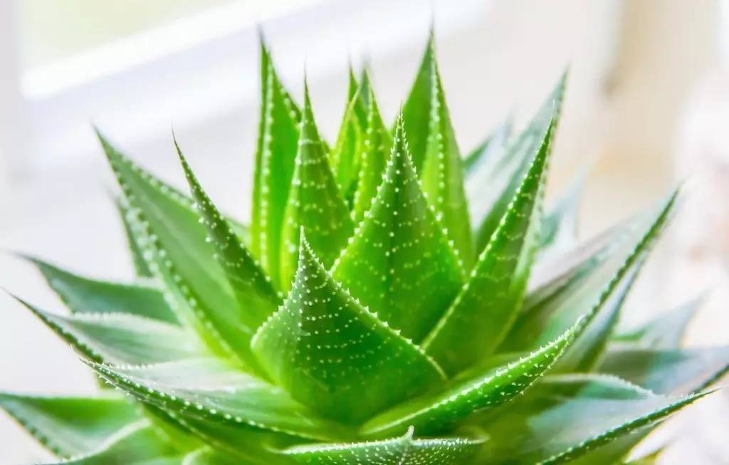 芦荟种植技术大规模视频教程_芦荟种植技术视频_芦荟的种植技术