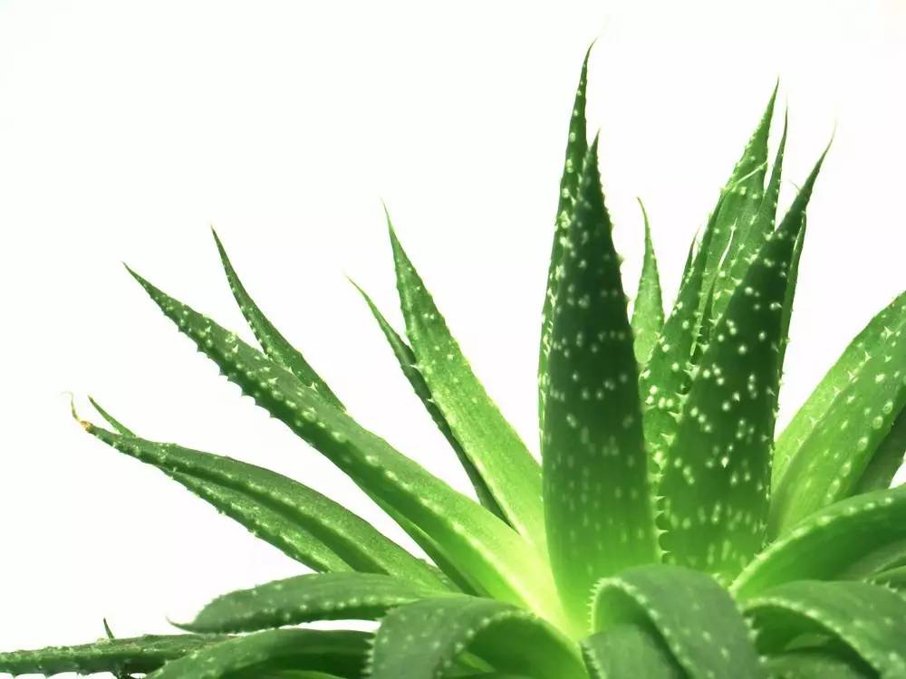 芦荟种植技术大规模视频教程_芦荟的种植技术_芦荟种植技术视频