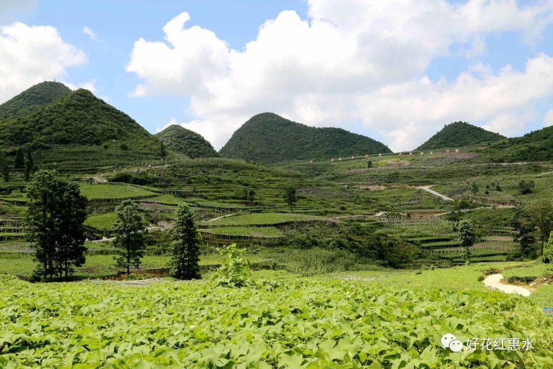佛手瓜香  好花更红 —— 贵州惠水县佛手瓜成为“致富瓜”