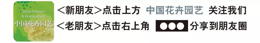 映山红养植方法_映山红养殖注意事项_映山红养殖技术