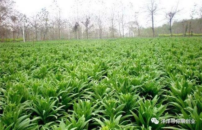 农村致富项目种植业_农村致富种植什么好_农村家庭种植致富