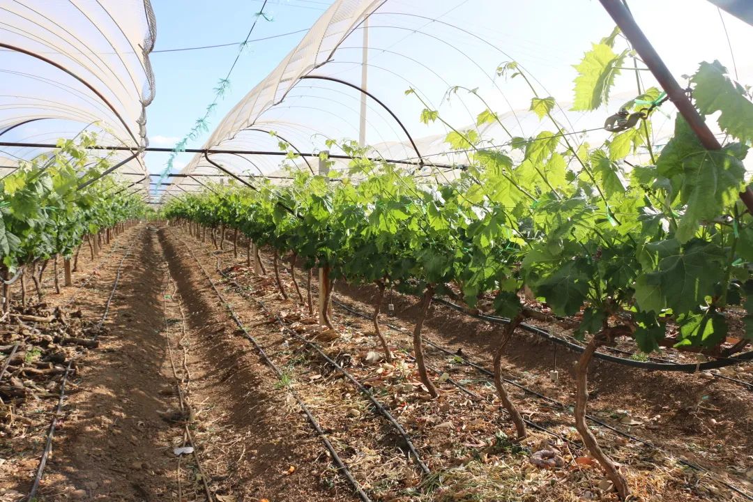 农村家庭种植致富_农村致富新项目种植_农村致富种植什么好