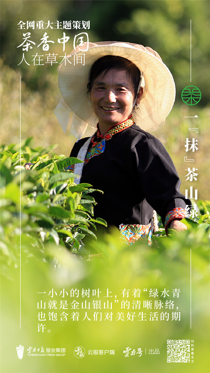 湖北薄荷烟有哪些_湖北薄荷种植致富_薄荷种苗价格