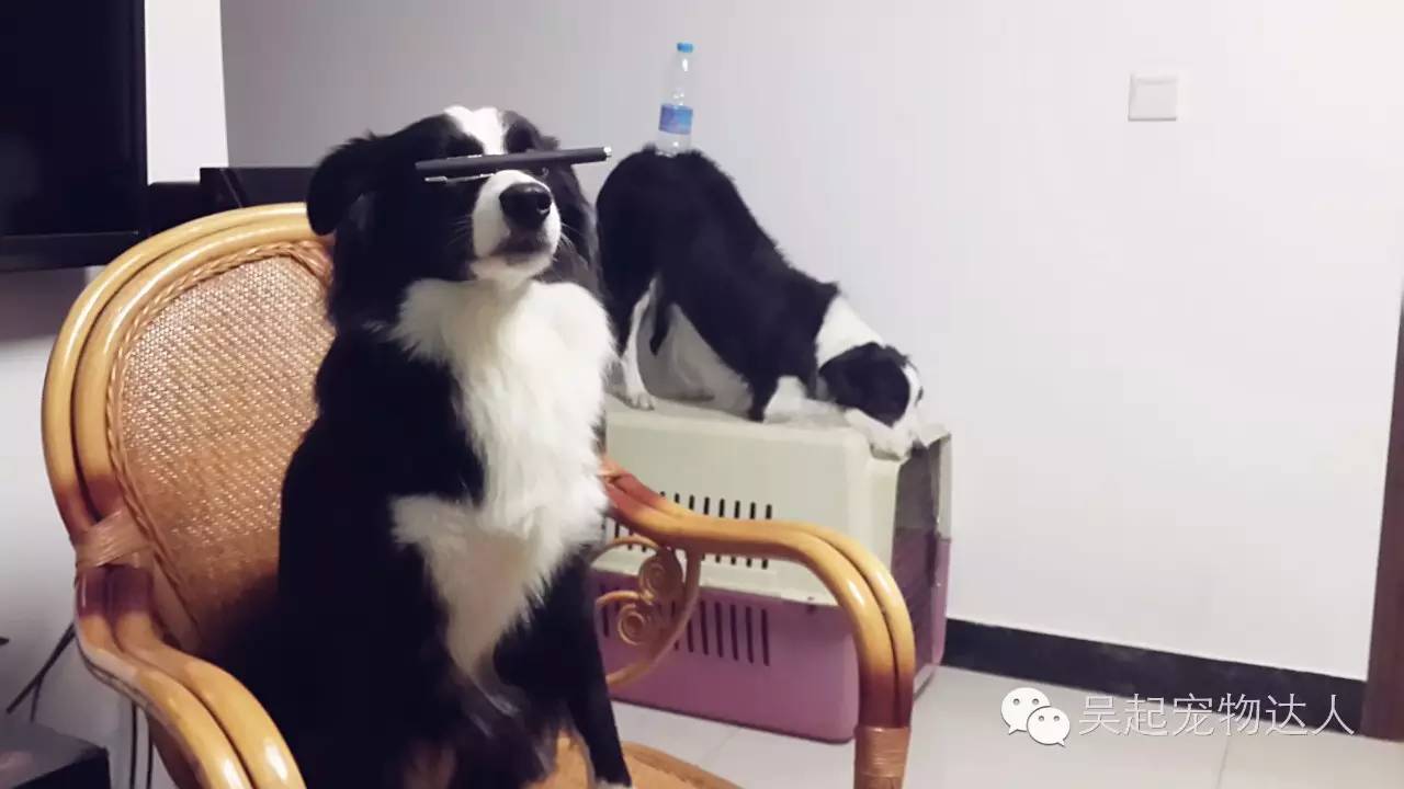 养狗致富经_致富项目养狗_养宠物狗致富