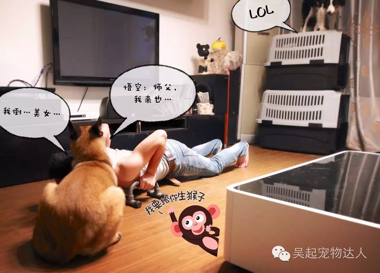 致富项目养狗_养宠物狗致富_养狗致富经