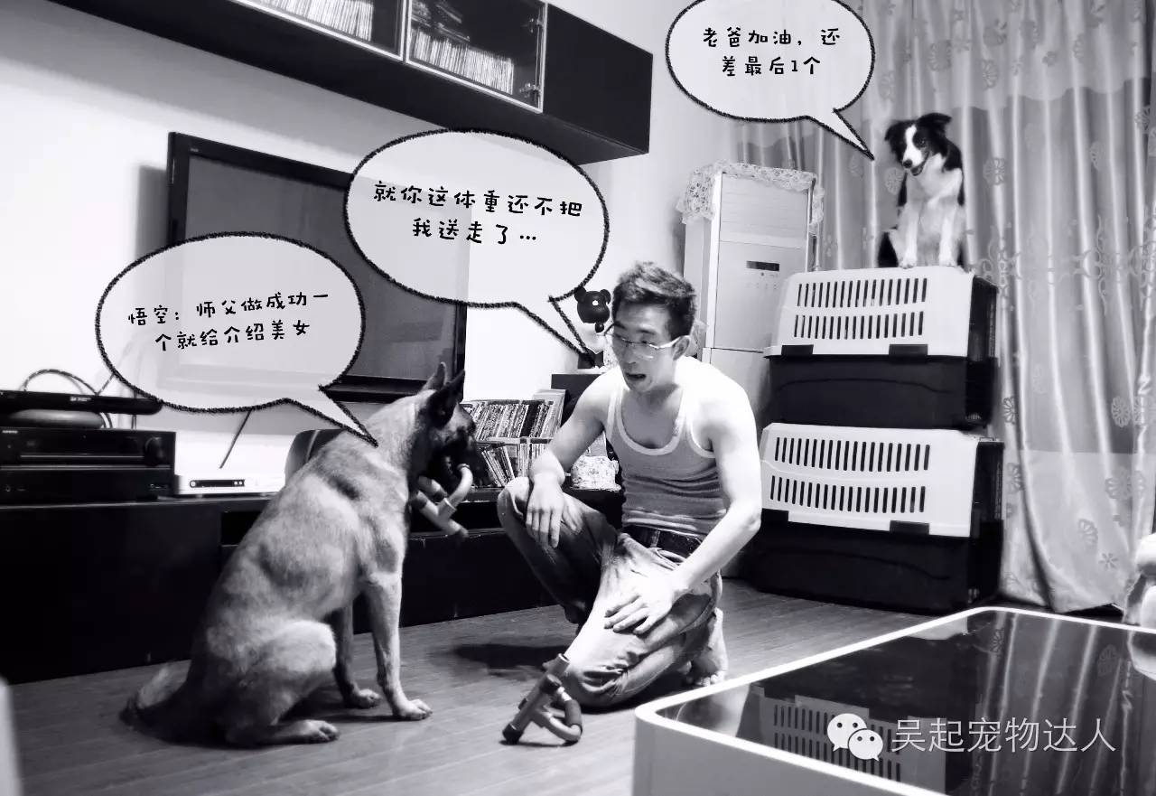 养狗致富经_致富项目养狗_养宠物狗致富