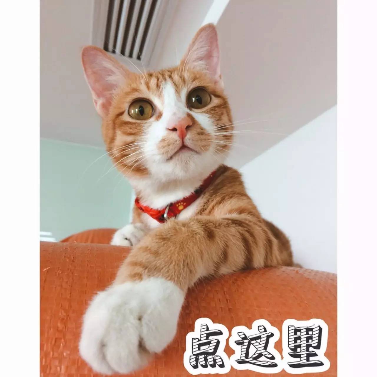 养宠物狗致富_致富经养狗成功例子_养狗致富经