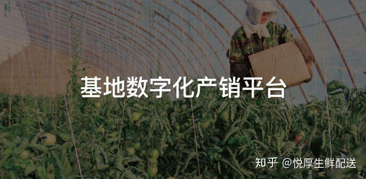 致富养殖黑豚鼠怎么样_致富养殖黑豚鼠_黑豚鼠养殖技术与利润