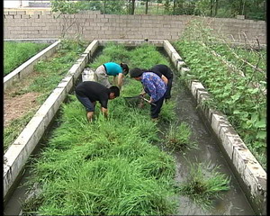 致富经黄鳝养殖全集_致富全集养殖黄鳝视频_致富经黄鳝养殖视频
